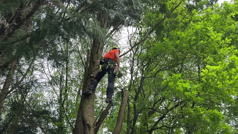 Best Tree Preservation Services  in Saint Davids, PA